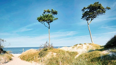 Der Weststrand - mit den berühmten Windflüchtern Der Weststrand - mit den berühmten Windflüchtern