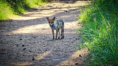 Tierische Begrüßung auf dem Lehrpfad Tierische Begrüßung auf dem Lehrpfad
